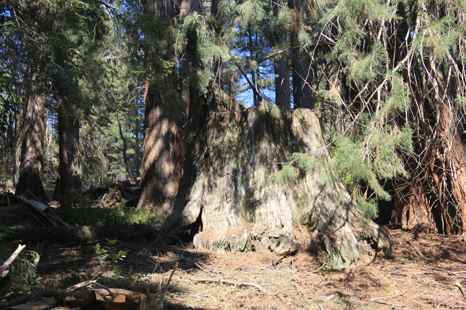 Big Stump Hike 